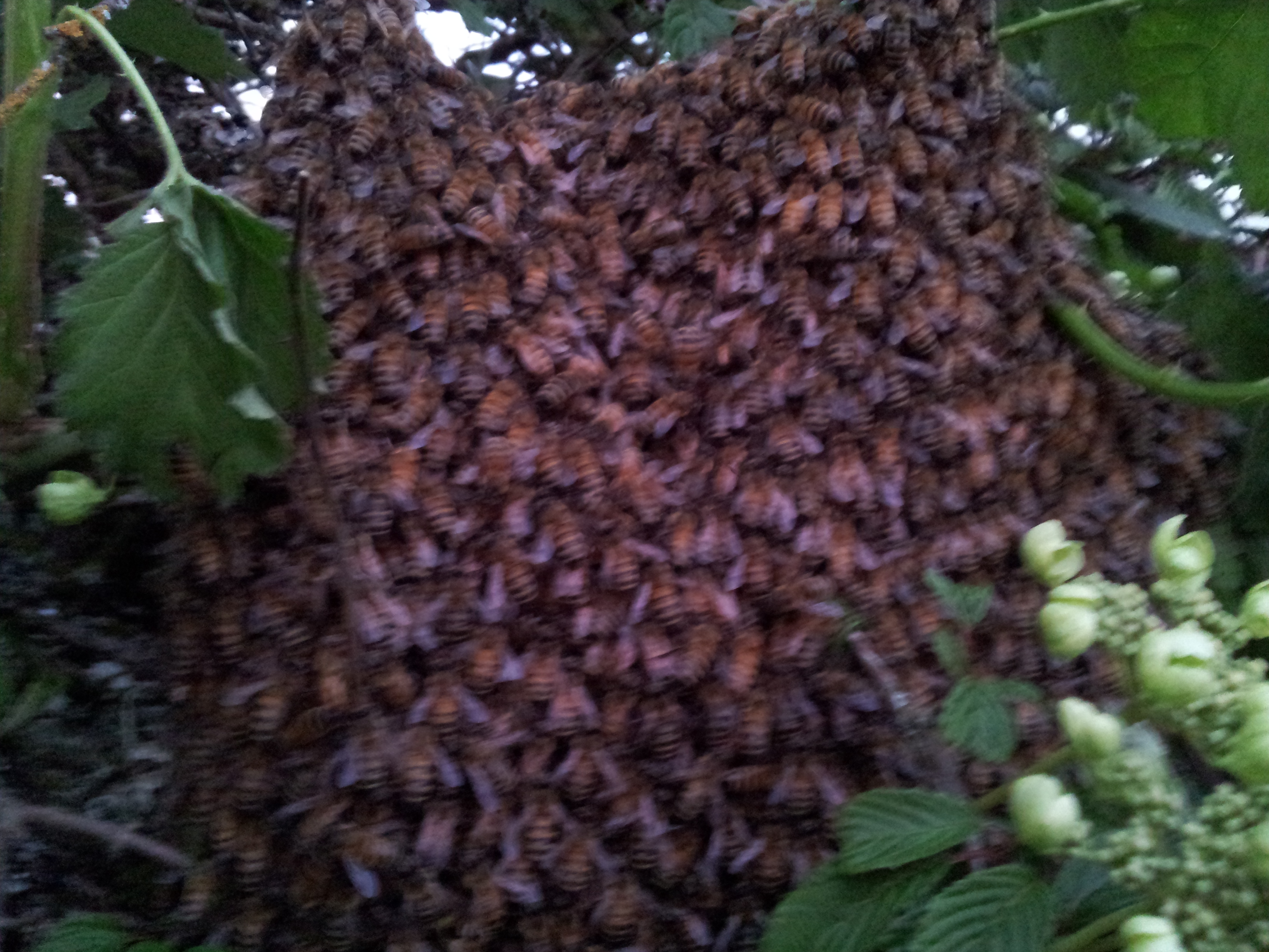 Honey Bee Swarm