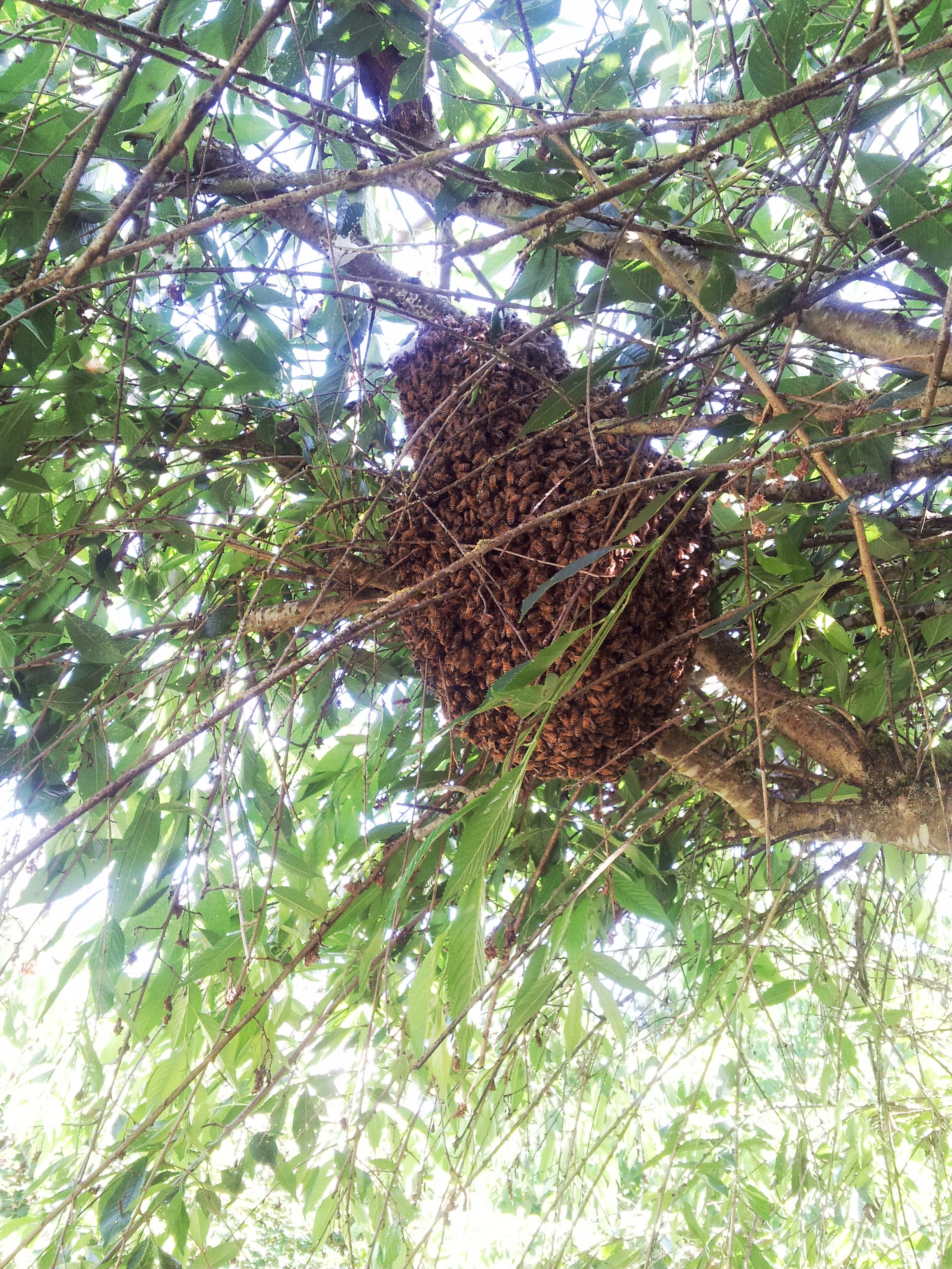 Honey Bee Swarm