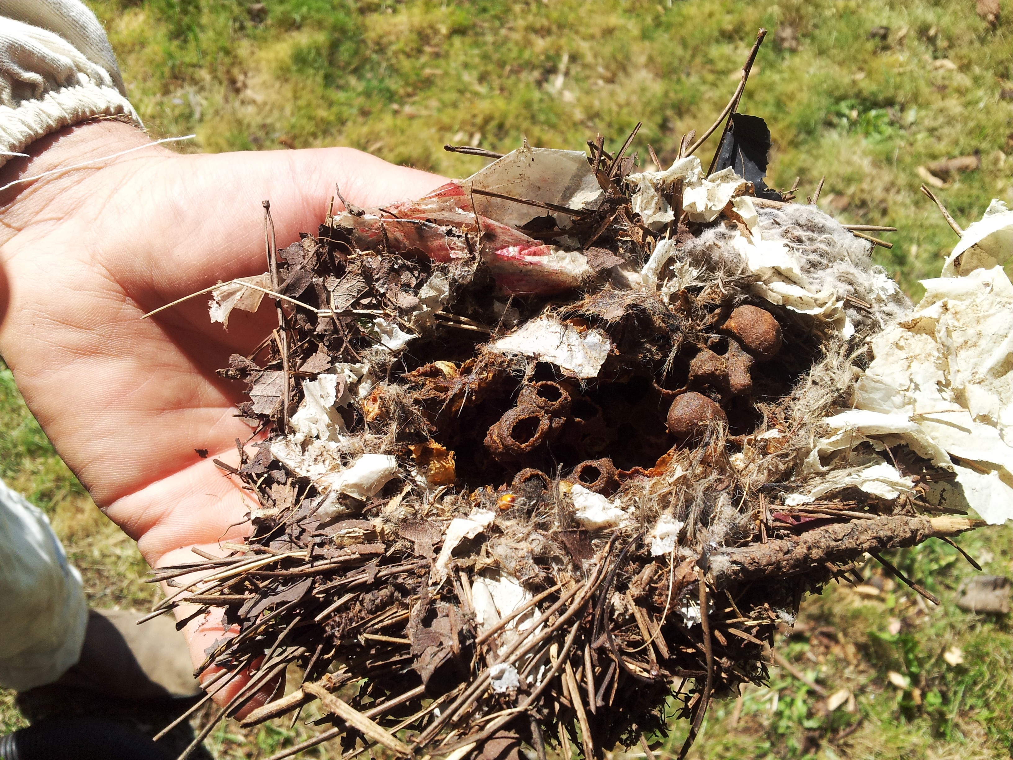 Bumble bee nest