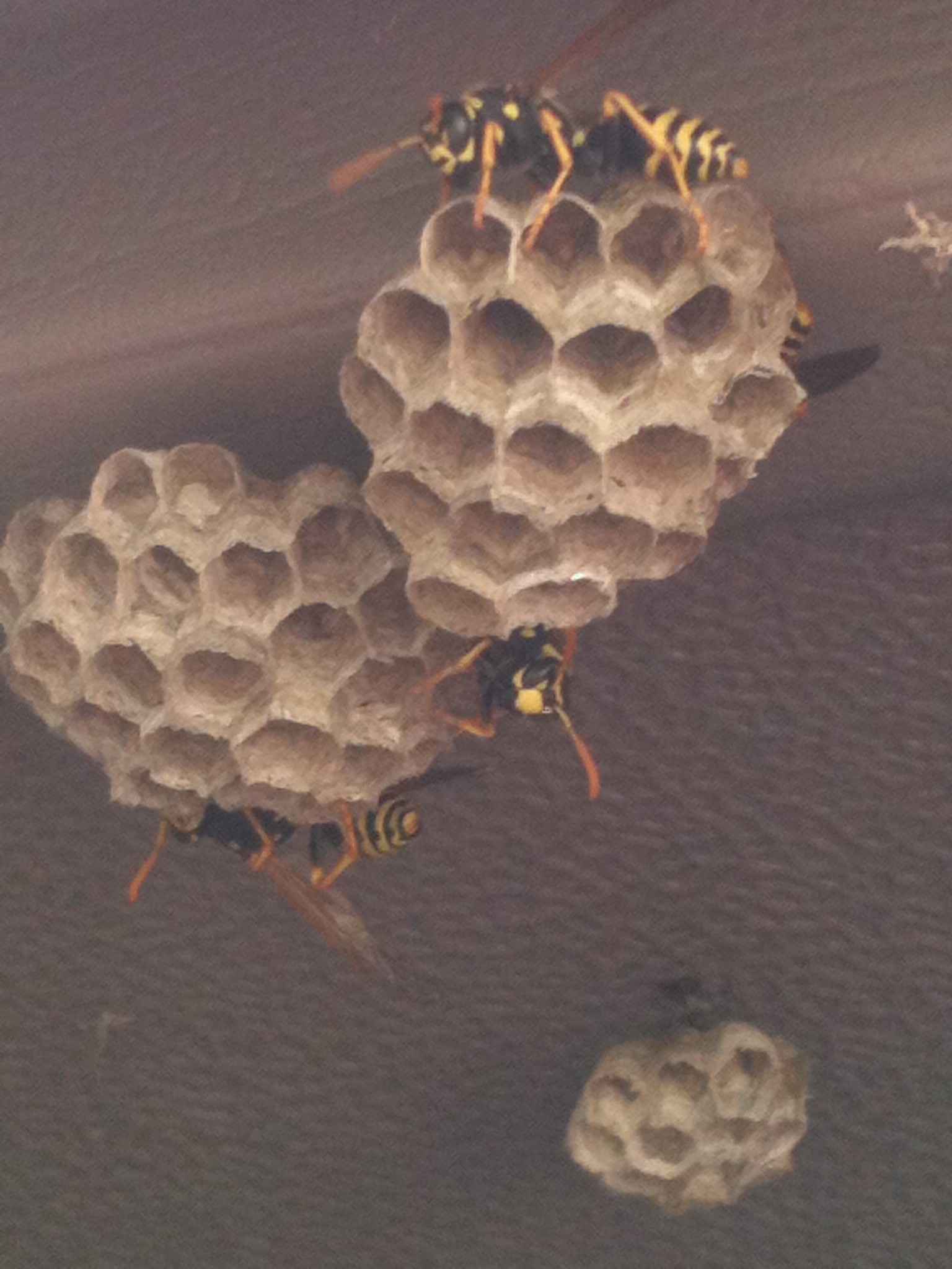 Paper Wasp